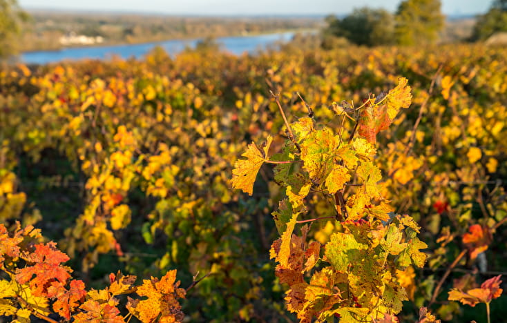 Saumur Val de Loire - Doué-en-Anjou : l'incontournable